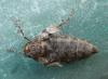 Operophtera brumata